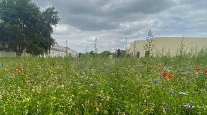Firma Graepel sät Zeichen für Biodiversität 