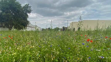 Firma Graepel sät Zeichen für Biodiversität